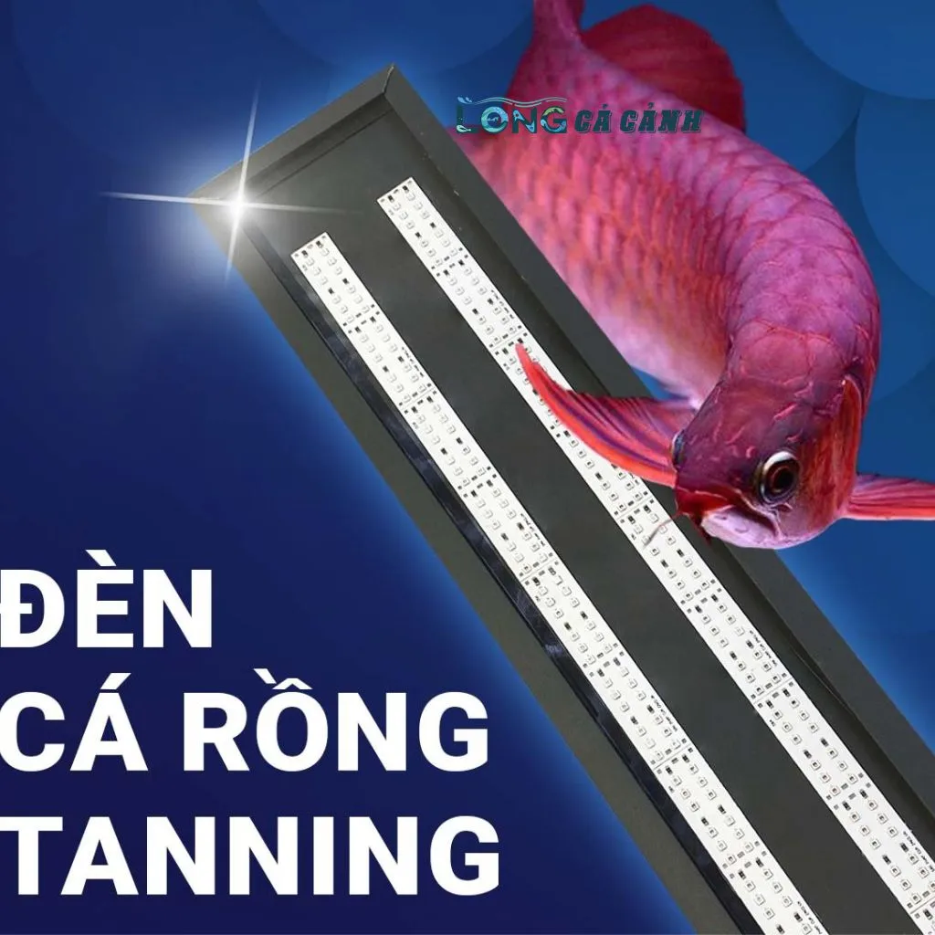 Đèn Tanning Cho Cá Rồng, Đèn Tanning Chuyên Dụng Cho Bể Cá Huyết Long